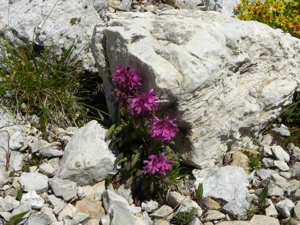 Pedicularis cfr. rostratocapitata